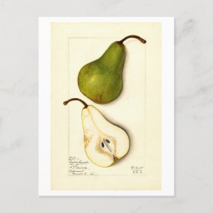 Peer  Botanische Illustratie Briefkaart