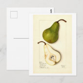 Peer  Botanische Illustratie Briefkaart (Voorkant / Achterkant)