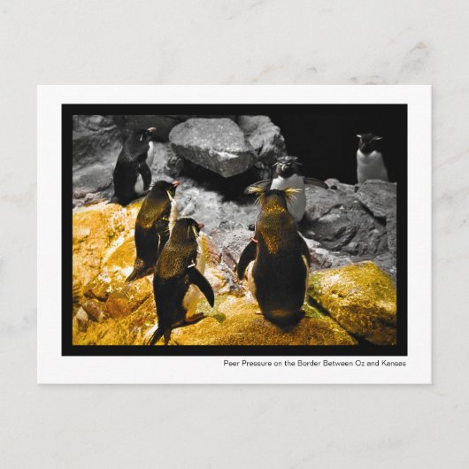 Peer Druk op de Kansas Border Penguins Photo Briefkaart (Voorkant)