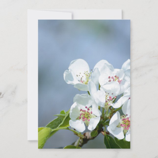 Peerbomen bloeien (Voorkant)