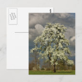 Peerboom in bloesems briefkaart (Voorkant / Achterkant)