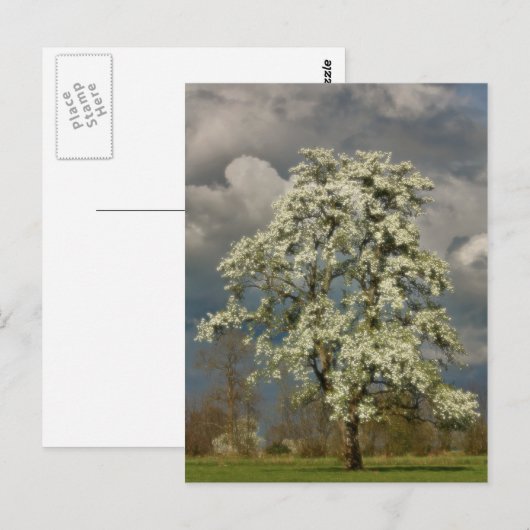 Peerboom in bloesems briefkaart (Voorkant / Achterkant)