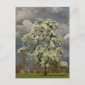 Peerboom in bloesems briefkaart (Voorkant)