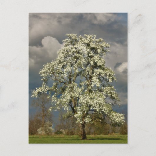 Peerboom in bloesems briefkaart (Voorkant)