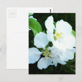 Peerboombloem Briefkaart (Voorkant / Achterkant)