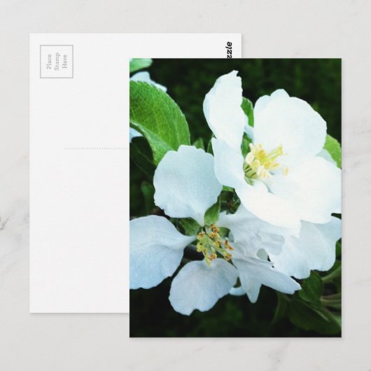 Peerboombloem Briefkaart (Voorkant / Achterkant)