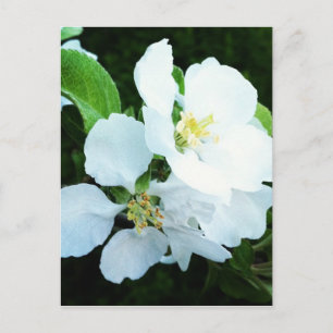 Peerboombloem Briefkaart