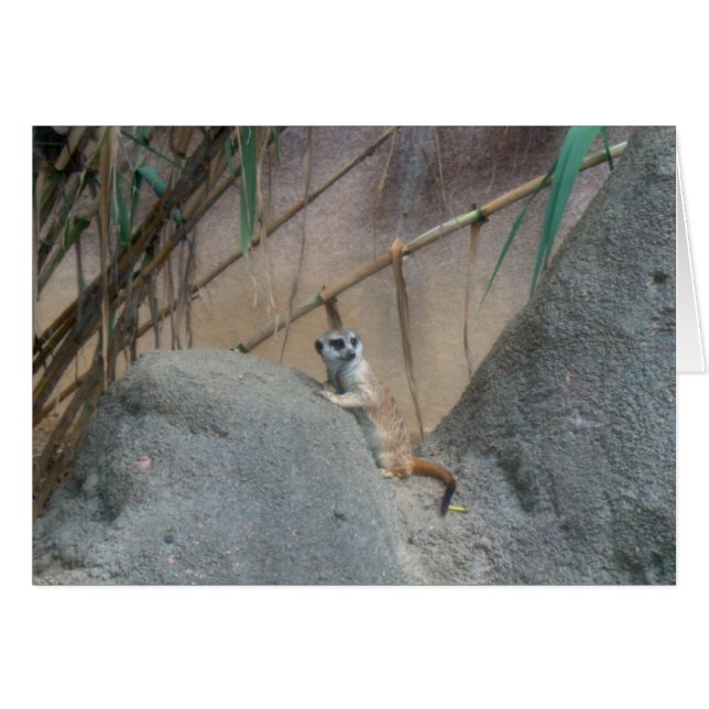 Peerkat Meerkat (Voorkant Horizontaal)