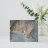 Peerkat Meerkat Briefkaart (Staand voorkant)