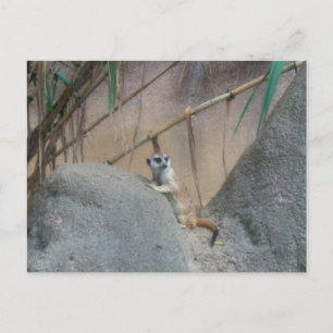 Peerkat Meerkat Briefkaart