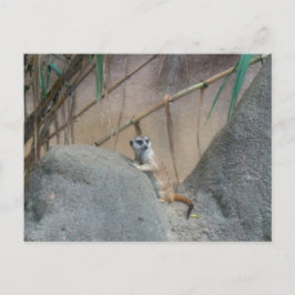 Peerkat Meerkat Briefkaart