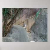 Peerkat Meerkat Poster (Voorkant)