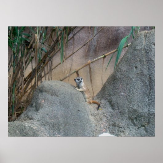 Peerkat Meerkat Poster (Voorkant)