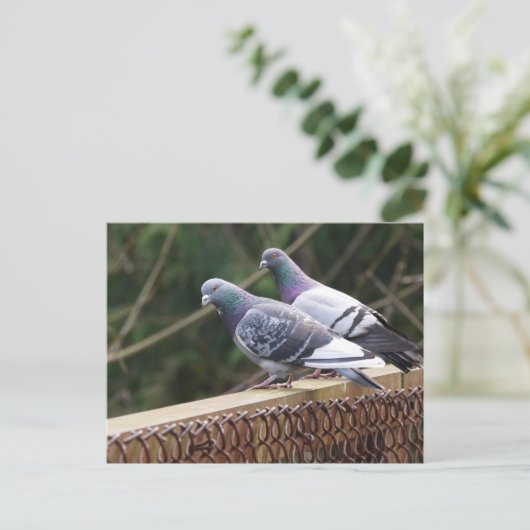 peerpuntduiven briefkaart (Staand voorkant)