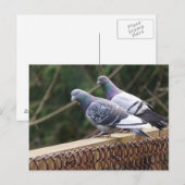 peerpuntduiven briefkaart (Voorkant / Achterkant)