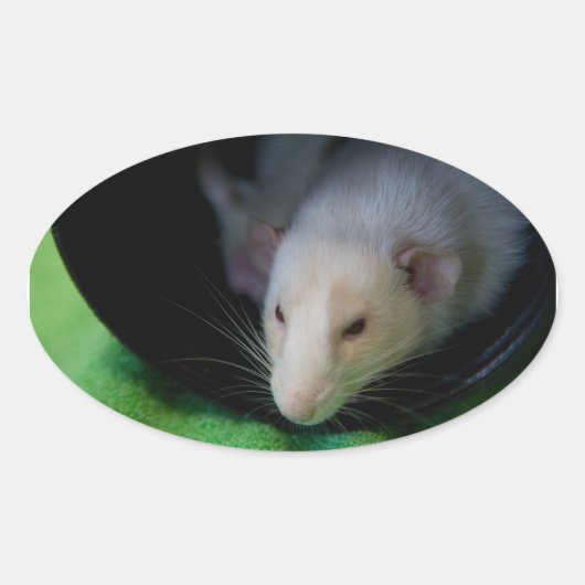 PEEWEE OVALE STICKER (Voorkant)