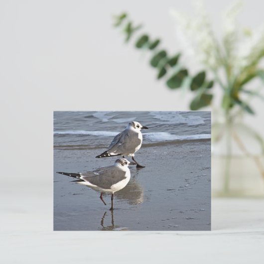 Peggy the One Footed Zee Gull of Galveston, TX Briefkaart (Staand voorkant)