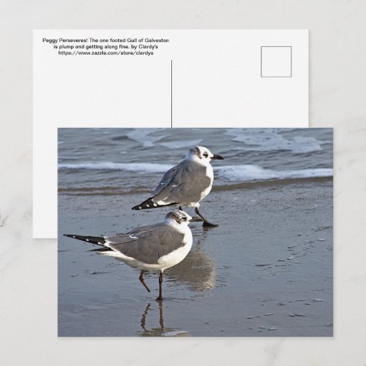 Peggy the One Footed Zee Gull of Galveston, TX Briefkaart (Voorkant / Achterkant)