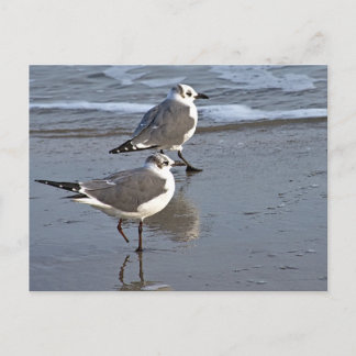 Peggy the One Footed Zee Gull of Galveston, TX Briefkaart