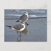 Peggy the One Footed Zee Gull of Galveston, TX Briefkaart (Voorkant)