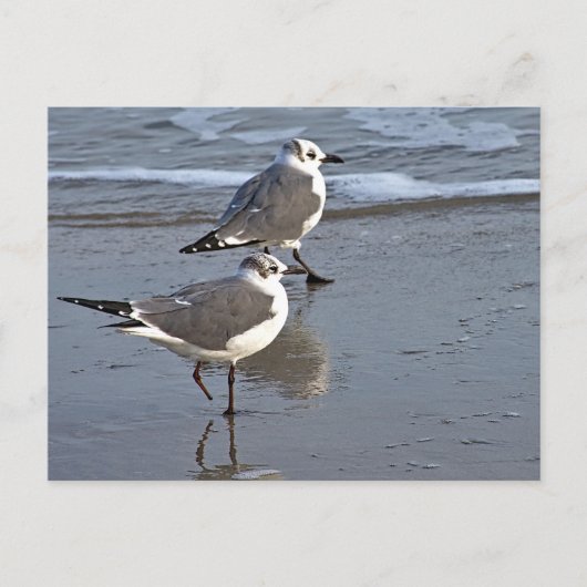 Peggy the One Footed Zee Gull of Galveston, TX Briefkaart (Voorkant)