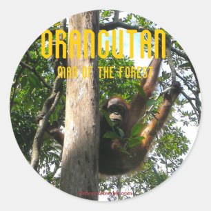 Pek een primaat - orangutane stickers