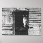 Pekaboo Horse en Barn Black en White Poster (Voorkant)