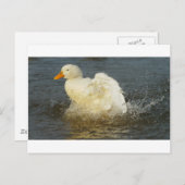 Pekin Duck IV Briefkaart (Voorkant / Achterkant)
