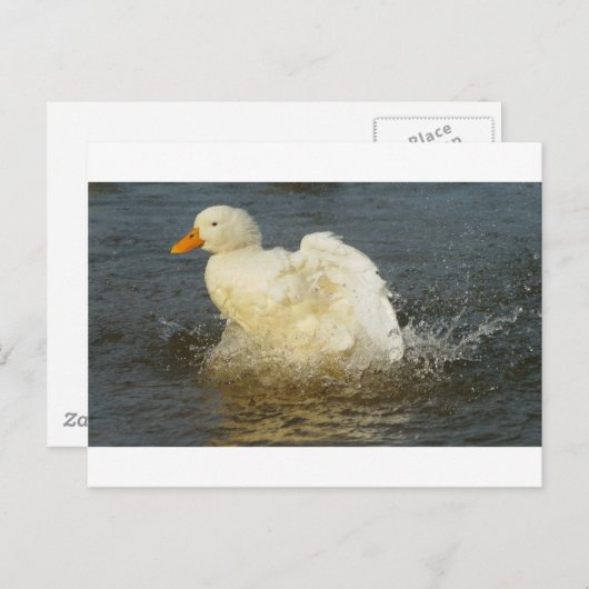 Pekin Duck IV Briefkaart (Voorkant / Achterkant)