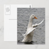 Pekin Duck Photo Briefkaart (Voorkant / Achterkant)