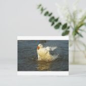Pekin Duck VII Briefkaart (Staand voorkant)
