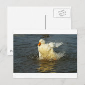 Pekin Duck VII Briefkaart (Voorkant / Achterkant)