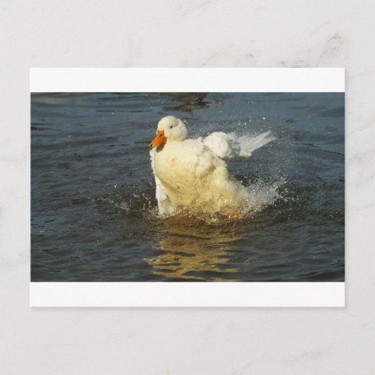 Pekin Duck VII Briefkaart (Voorkant)