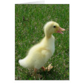 Pekin Ducking (Voorkant)
