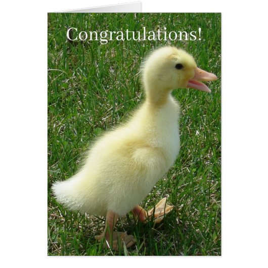 Pekin Ducking Congrates New Baby (Voorkant)