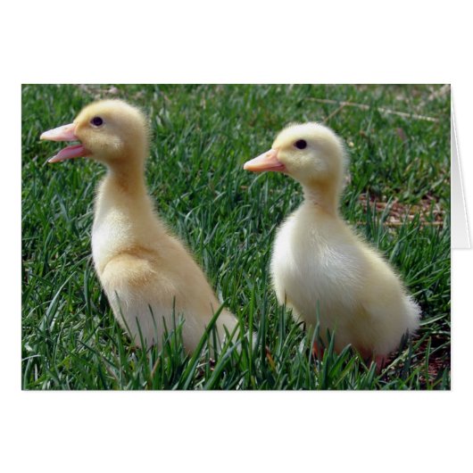 Pekin Ducklings (Voorkant Horizontaal)