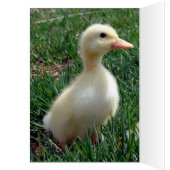 Pekin Ducklings (Binnen (Links))