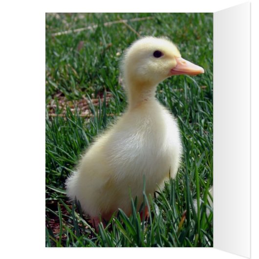 Pekin Ducklings (Binnen (Links))