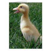 Pekin Ducklings (Voorkant)