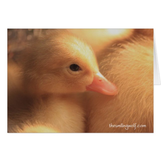 Pekin Ducklings-kaart (Voorkant Horizontaal)