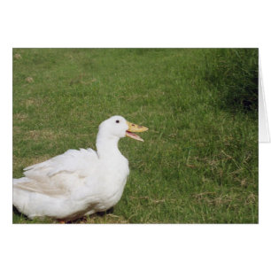 Pekin eend met open rekening voor groengras