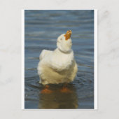 Pekin Shake Briefkaart (Voorkant)