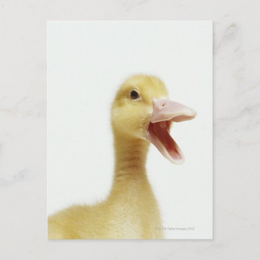 Pekineeneendenkuiken, hoofdschot briefkaart (Voorkant)