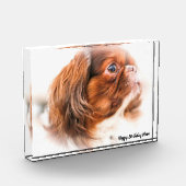Pekinees Fotoblokken (Links)
