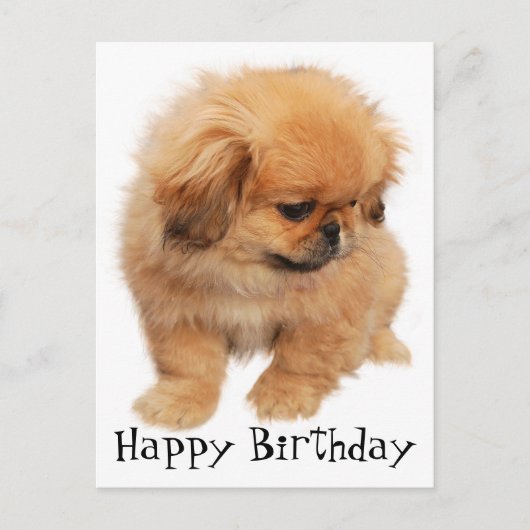 Pekinees Happy Birthday Puppy Hond Zwart Briefkaart (Voorkant)