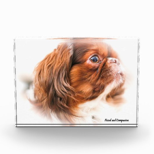 Pekinees hond. fotoblokken (Voorkant)