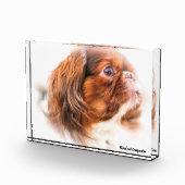 Pekinees hond. fotoblokken (Rechts)