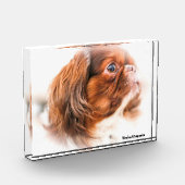 Pekinees hond. fotoblokken (Links)