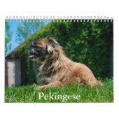 pekinees kalender (Hoes)