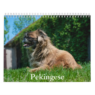 pekinees kalender